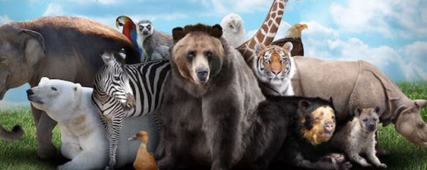 Animaux totem